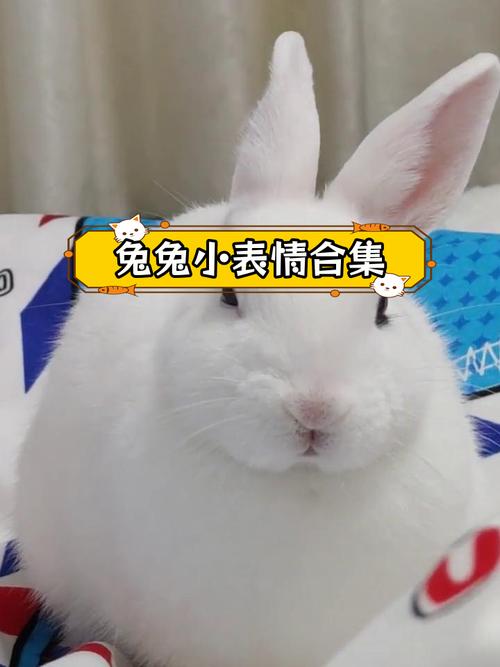 可爱有趣，聊天必备！（萌宠大作战兔子表情包）