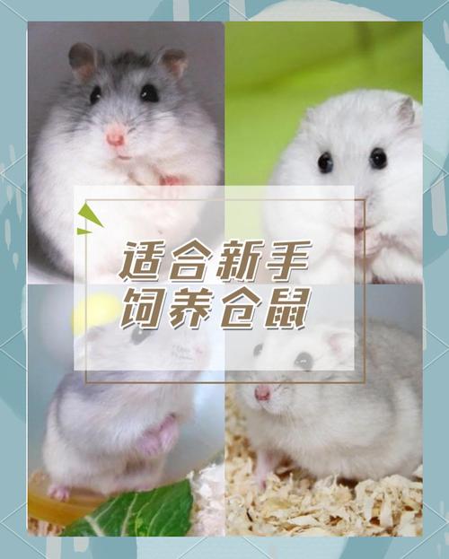 选对仓鼠品种，性格活泼好养！（仓鼠品种大全及图片）