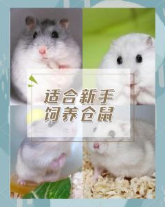 选对仓鼠品种，性格活泼好养！（仓鼠品种大全及图片）