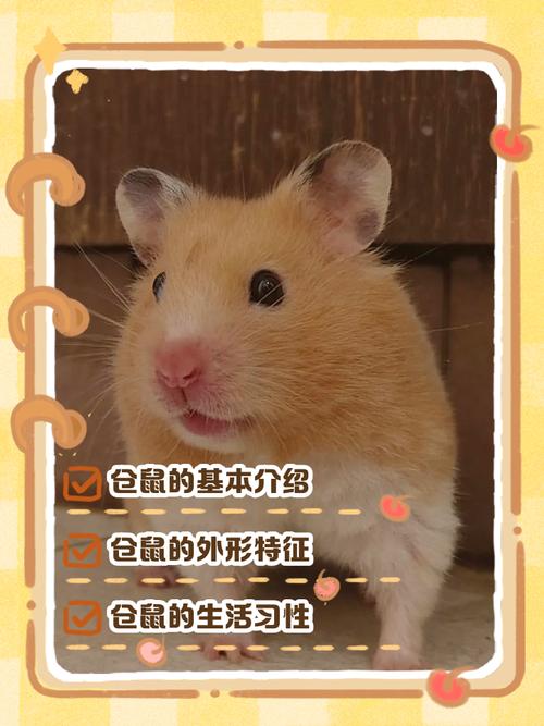 年龄季节与健康状况（仓鼠为什么越养颜色越深）