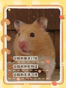 年龄季节与健康状况（仓鼠为什么越养颜色越深）