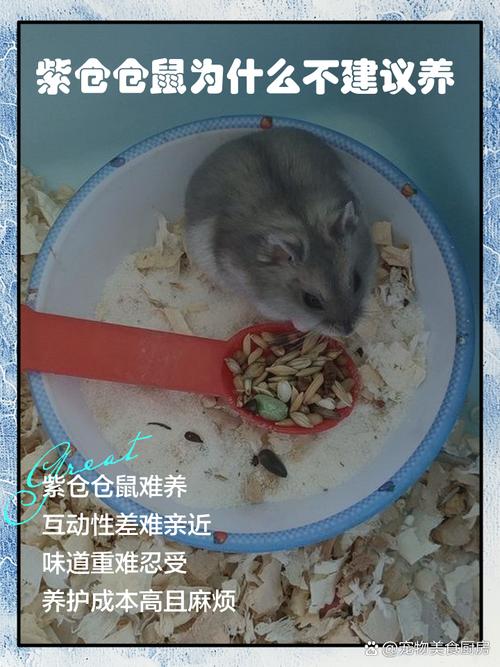 养小仓鼠好处多，可爱易养添欢乐（小仓鼠跑来家里好不好）