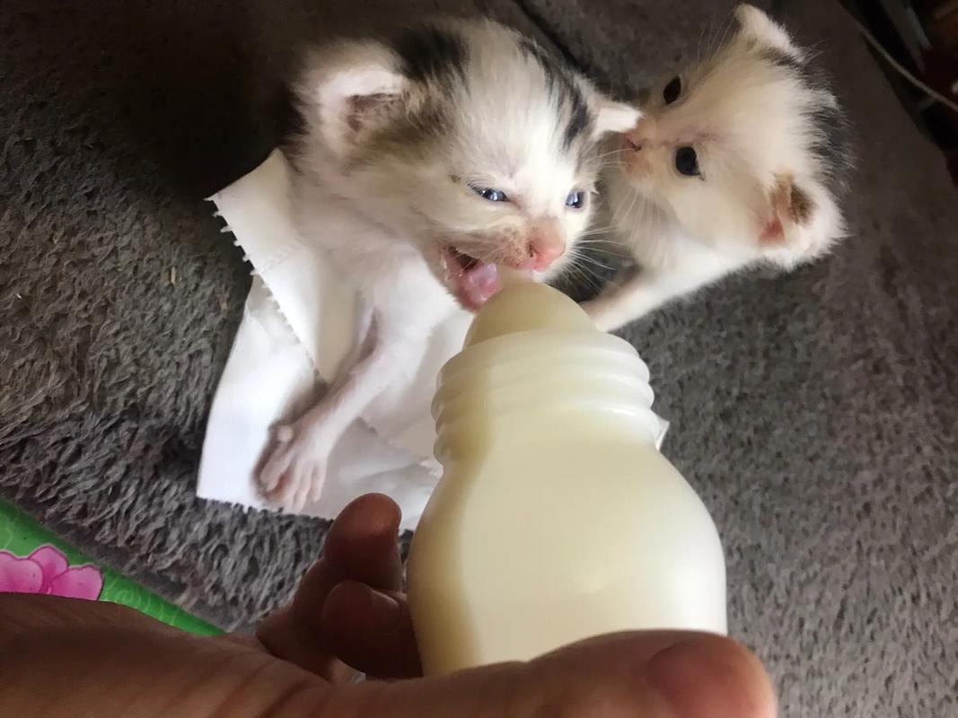 母乳奶粉卫生防疫全知道（刚满月的小奶猫怎么喂养）