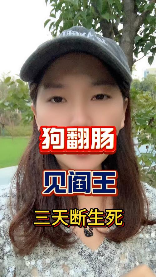 狗狗急性肠胃炎怎么办？（狗为什么会翻肠子）