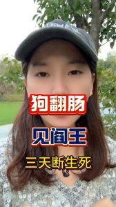 狗狗急性肠胃炎怎么办？（狗为什么会翻肠子）