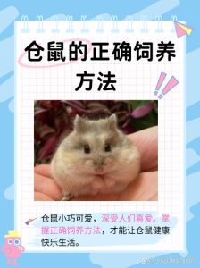 专用粮独居安全笼，健康好养！（养仓鼠的注意事项20个）