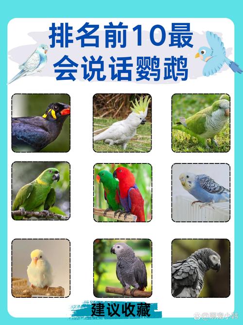 新手养鹦鹉，虎皮玄凤好养会说话（家养鹦鹉能说话好养活）