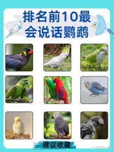 新手养鹦鹉，虎皮玄凤好养会说话（家养鹦鹉能说话好养活）