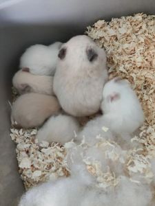 养仓鼠选哪种？温顺漂亮好养！（哪种仓鼠最好养又漂亮）