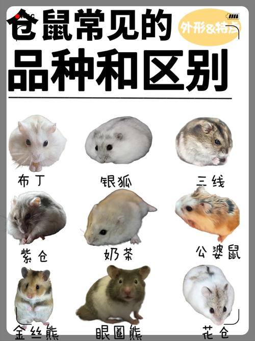 选对品种很重要（新手养仓鼠推荐什么品种）