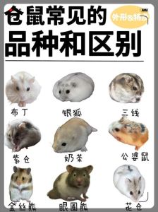 选对品种很重要（新手养仓鼠推荐什么品种）