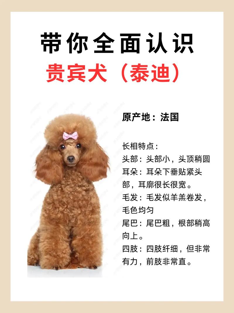 饮食护理与健康管理（宠物狗泰迪怎样养）