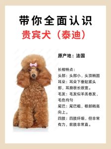 饮食护理与健康管理（宠物狗泰迪怎样养）