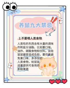 新手养仓鼠必看安全须知（仓鼠饲养新手有哪些禁忌）