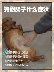 禁食补水就医（狗狗四个月翻肠子怎么办）