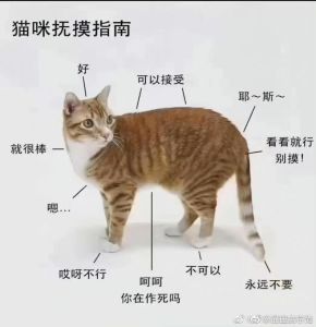 别摸猫肚子尾巴爪子等敏感部位（猫咪最讨厌摸他哪里）
