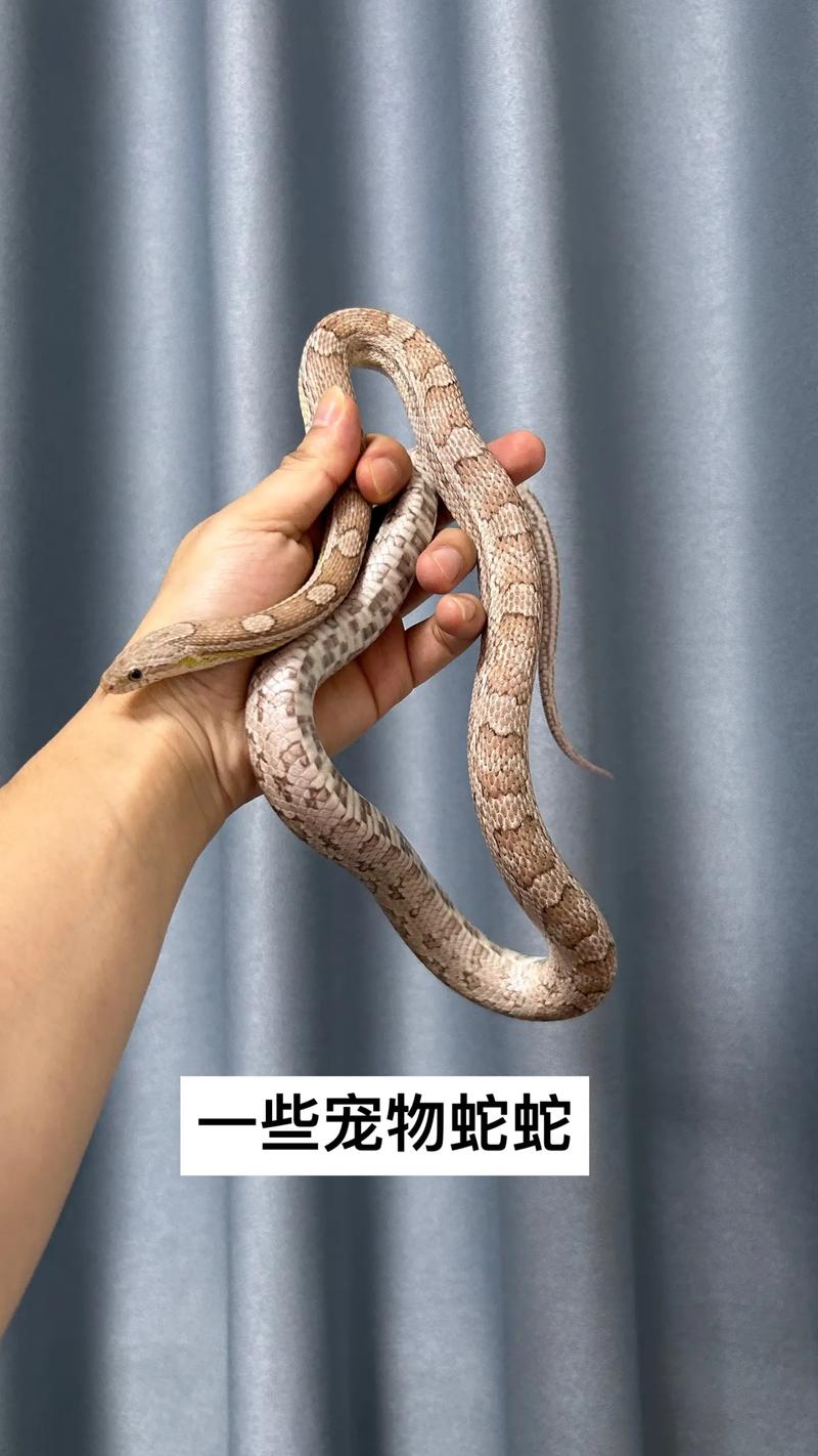 宠物蛇不认主，气味识别非情感，科学饲养是关键（宠物蛇会记得主人吗）