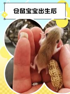 新生家和事业的好兆头（梦到家里养的小仓鼠下崽）
