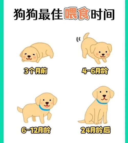 母犬拒奶怎么办？人工喂养与护理要点（大狗不喂给小狗奶怎么办）