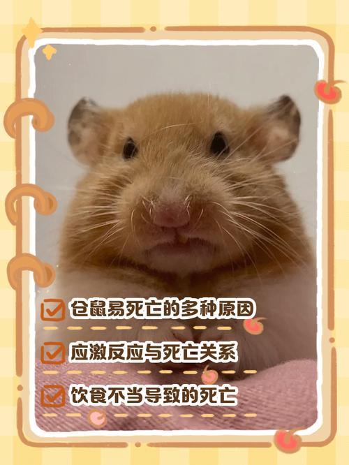 地摊仓鼠易死亡原因及科学饲养方法（为什么地摊的仓鼠养两天就死了）