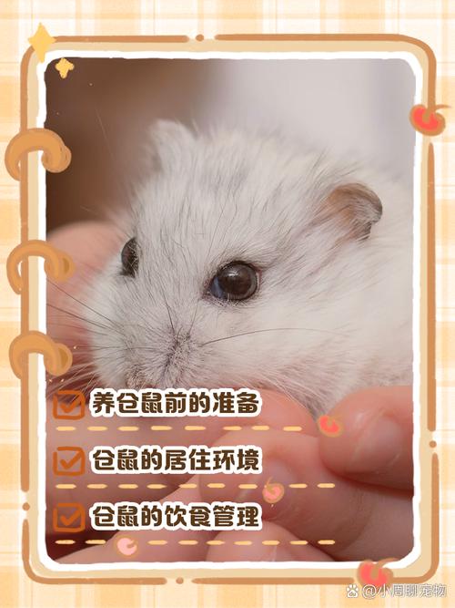 空间足饮食对独养温柔互动（怎么养仓鼠新手入门必知）
