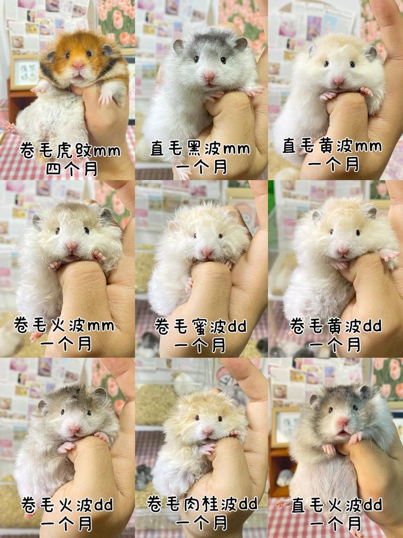 退休养仓鼠，选对品种省心又治愈（仓鼠养什么品种最好）