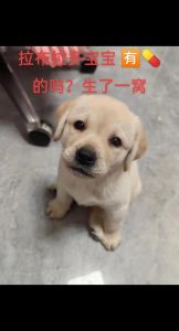 幼犬夜啼怎么办？试试这些科学安抚法！（刚分窝的小狗晚上一直叫）