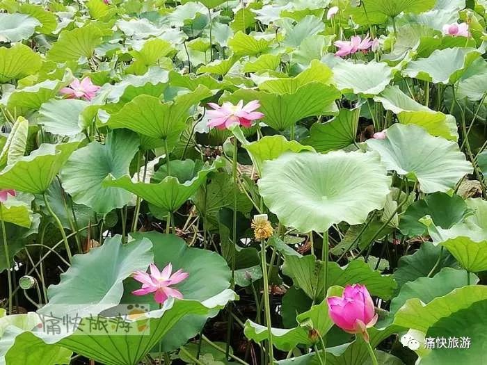 新手养仓鼠，富顺西湖选基础品种，便宜但要注意健康！（富顺西湖的仓鼠为什么便宜）