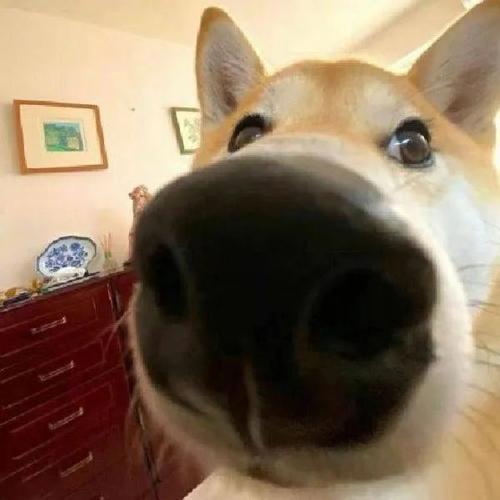 沙雕爱心，快乐收藏！（沙雕萌宠图片）