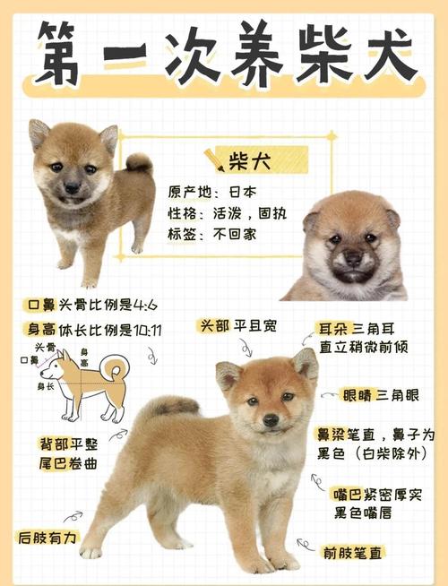 母乳奶粉狗粮怎么喂？（没满月的小狗怎么喂养）
