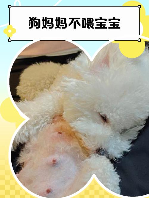 新生小狗没奶？用羊奶粉，温30-40℃，2-3小时喂一次（刚出生小狗没有奶怎么喂养）