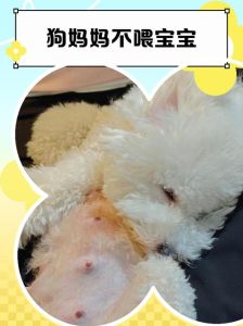 新生小狗没奶？用羊奶粉，温30-40℃，2-3小时喂一次（刚出生小狗没有奶怎么喂养）