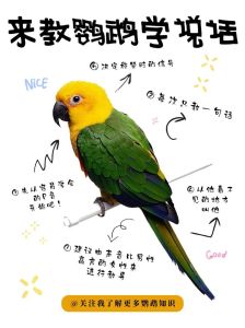 虎皮玄凤与和尚（哪种家养鹦鹉学说话最快）