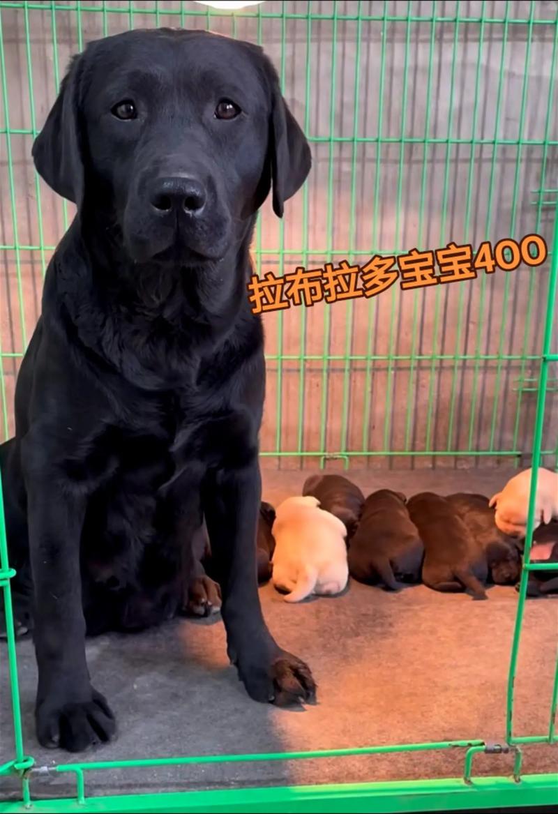 狗狗一年发情两次，怀孕期62天，需细致护理（狗生一窝小狗后要多久才生下一窝）