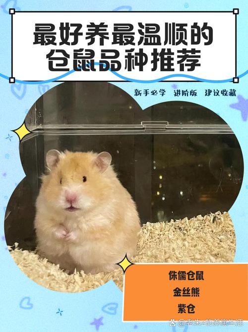 选对品种知养护要点（新手养仓鼠什么品种好）