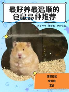 选对品种知养护要点（新手养仓鼠什么品种好）