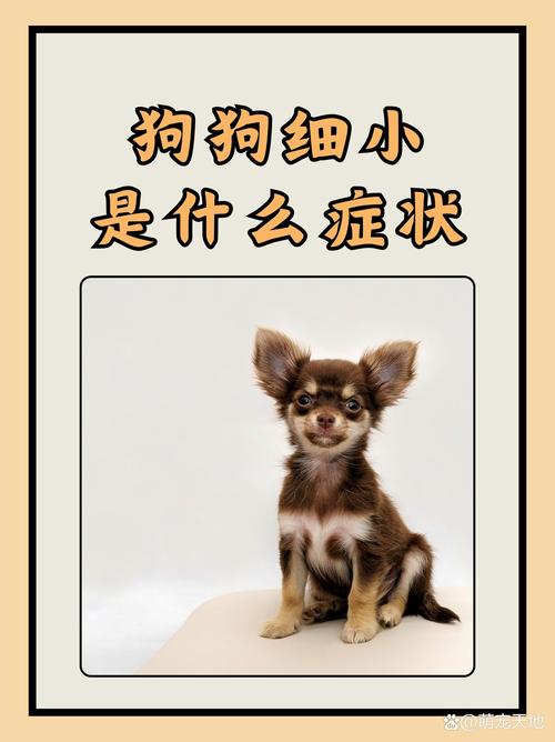 小狗细小病毒预防护理全攻略（为什么未满月小狗会得细小）