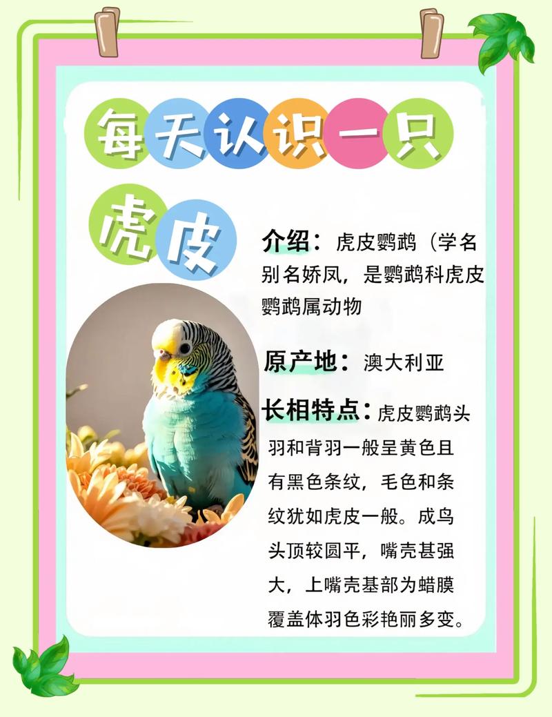 选对会说话又好养的鹦鹉？（哪种鹦鹉会说话又好养）