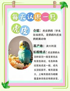 选对会说话又好养的鹦鹉？（哪种鹦鹉会说话又好养）
