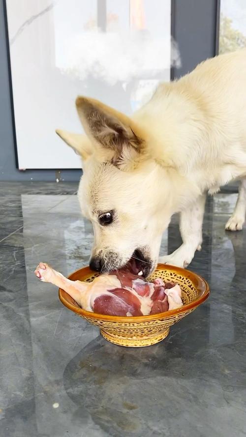 小狗吃肉多易生病，注意饮食均衡防呕吐腹泻（小狗吃肉翻肠子）