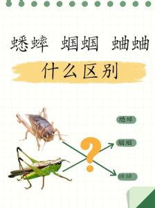 环境饮食全知道！（家有宠物巧饲养之蟋蟀蝈蝈蜥蜴）
