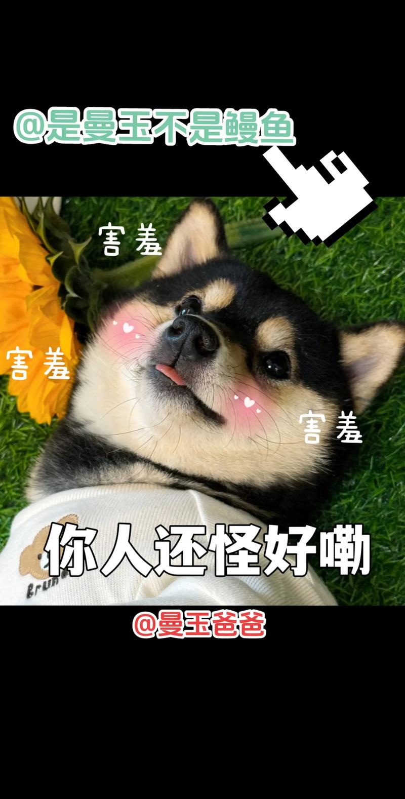 猫咪表情包治愈萌趣，生活欢乐源泉！（萌宠表情曼玉图）