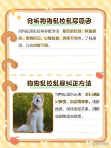 狗狗定点大小便训练法（狗狗乱尿最简单的方法）