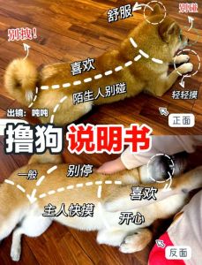 狗狗不喜欢的几处敏感部位，主人需温柔对待（小狗最讨厌主人摸它哪里）