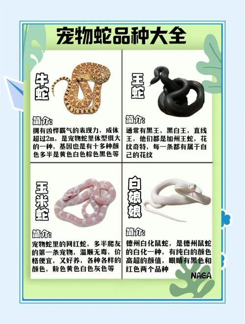 新手养蛇选温顺品种，如玉米蛇，注意环境温度和喂食（新手养蛇的品种适合哪些人养）