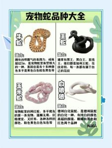 新手养蛇选温顺品种，如玉米蛇，注意环境温度和喂食（新手养蛇的品种适合哪些人养）