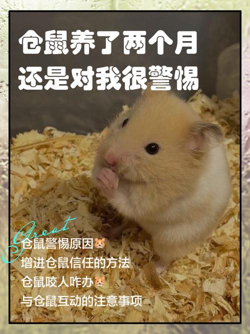 鬼魂与神秘身世（云养一只小仓鼠txt网盘）