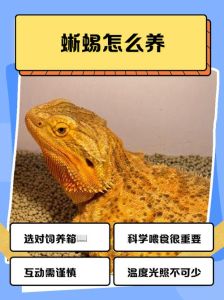 新手养蜥蜴，看这篇就够了！（图说蜥蜴的饲养）