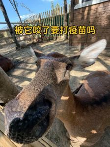 蜥蜴咬伤别慌，正确处理防感染，狂犬病风险低（被宠物蜥蜴咬伤怎么处理）