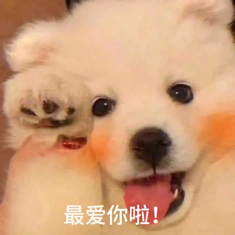 治愈搞笑，幽默生活智慧（爆笑图文萌宠表情）